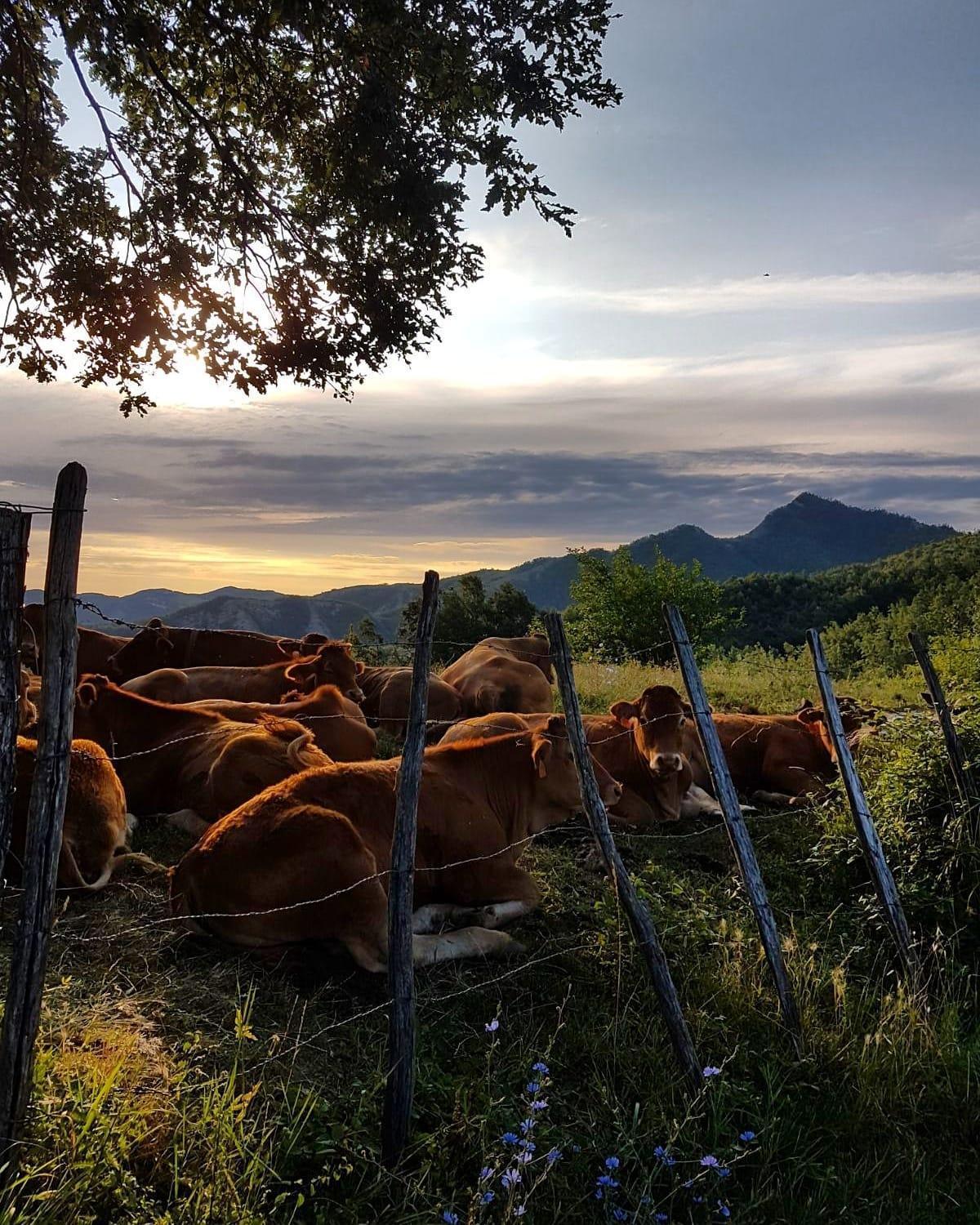 Agriturismo Il Falco Del Monte Fumaiolo Alfero Exteriör bild